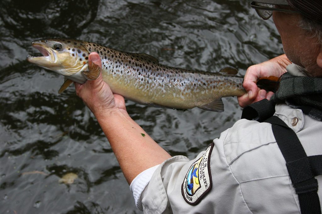 Atlantic_Salmon-1024x683