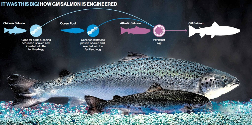 GMO-Salmon