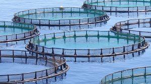 Aquaculture-300x168