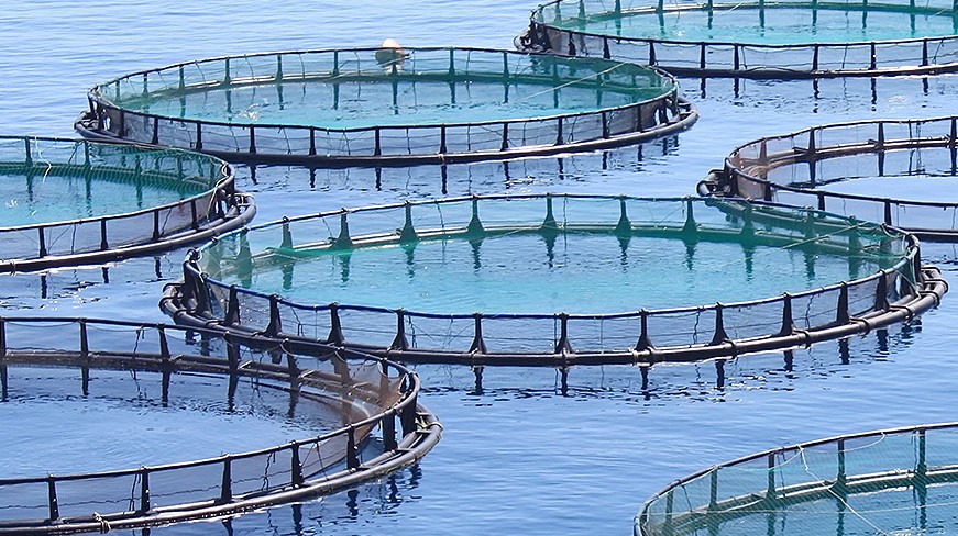 Aquaculture