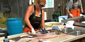 Halibut-Processing1200x600-300x150