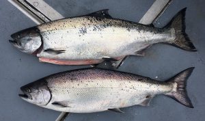 Chinook_Salmon2-e1710291049508-300x177