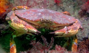Rock_Crab-300x180