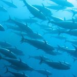 Alaska Opens Pacific Tuna Harvesting as Warm Waters Bring Opportunity