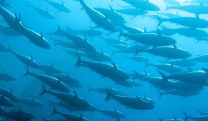 TunaSwimming-300x175