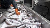 Fish Processor Injuries and Your Rights Under Maritime Law — Maritime ...