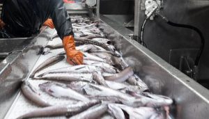 FishProcessor-e1778629069716-300x171