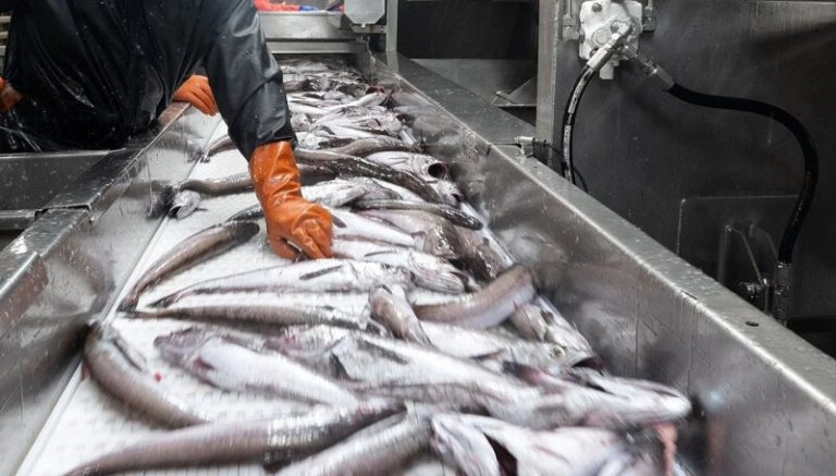 Fish Processor Injuries and Your Rights Under Maritime Law — Maritime ...