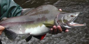 Pink-Salmon-300x149